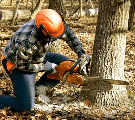 Tree Removal in Herrick Center, PA